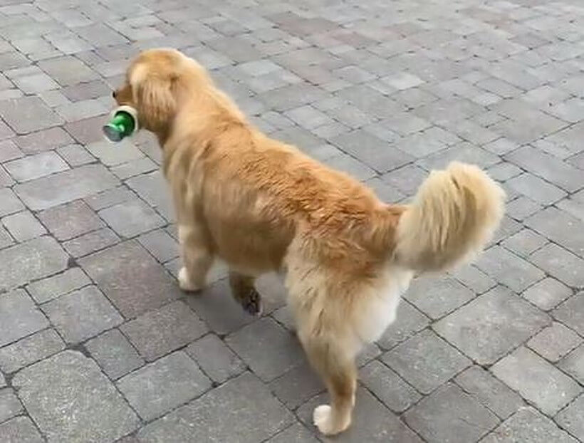 ゴールデンレトリーバー,動画