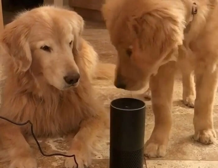 ゴールデンレトリーバー,動画