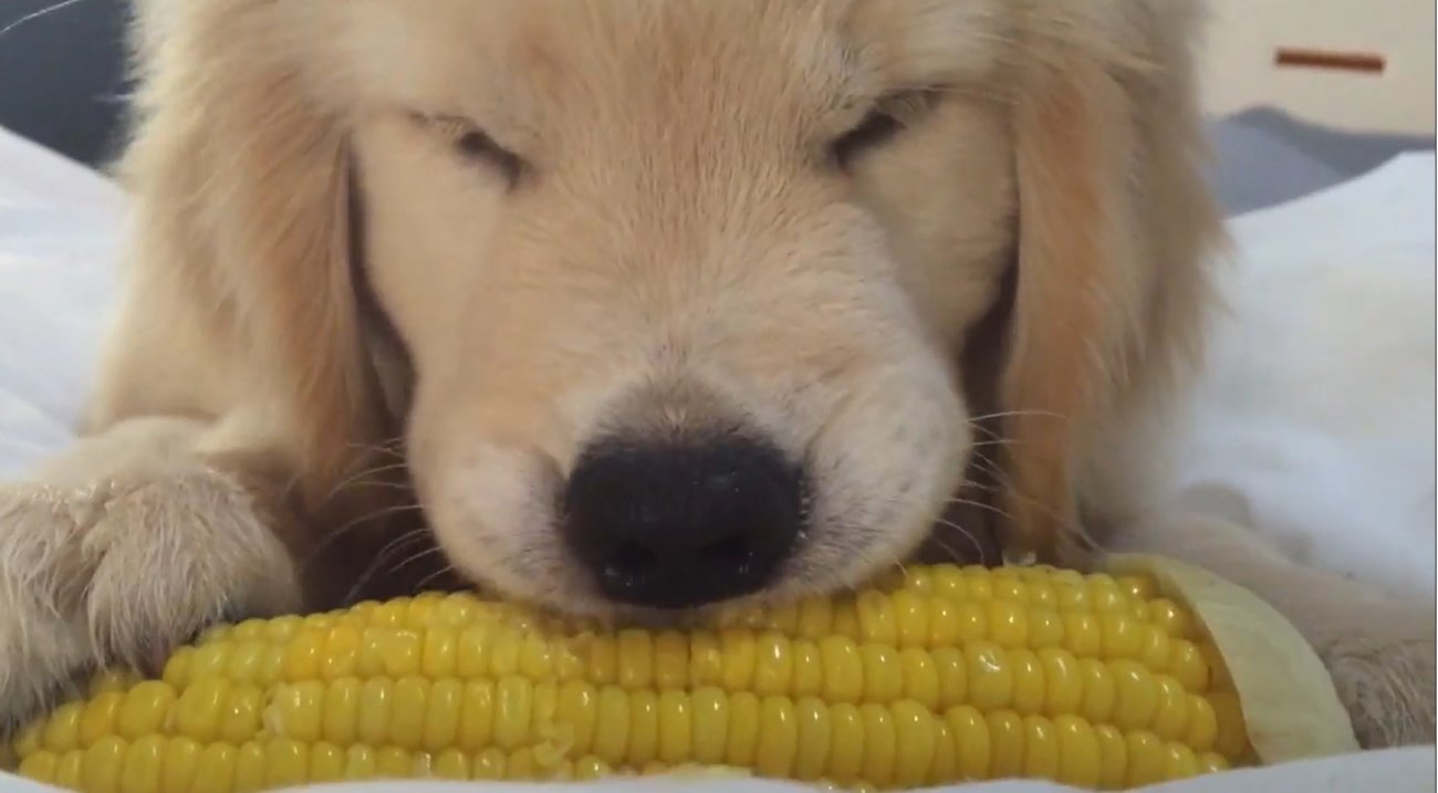 ゴールデンレトリーバー,動画