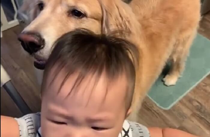 ゴールデンレトリーバー,動画