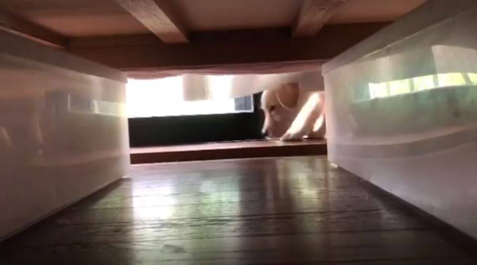 ラブラドールレトリーバー,動画