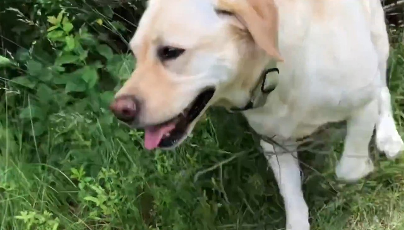 ラブラドールレトリーバー,動画