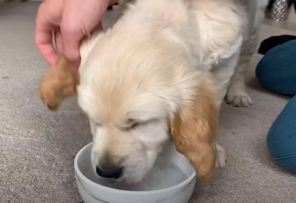 ゴールデンレトリーバー,動画