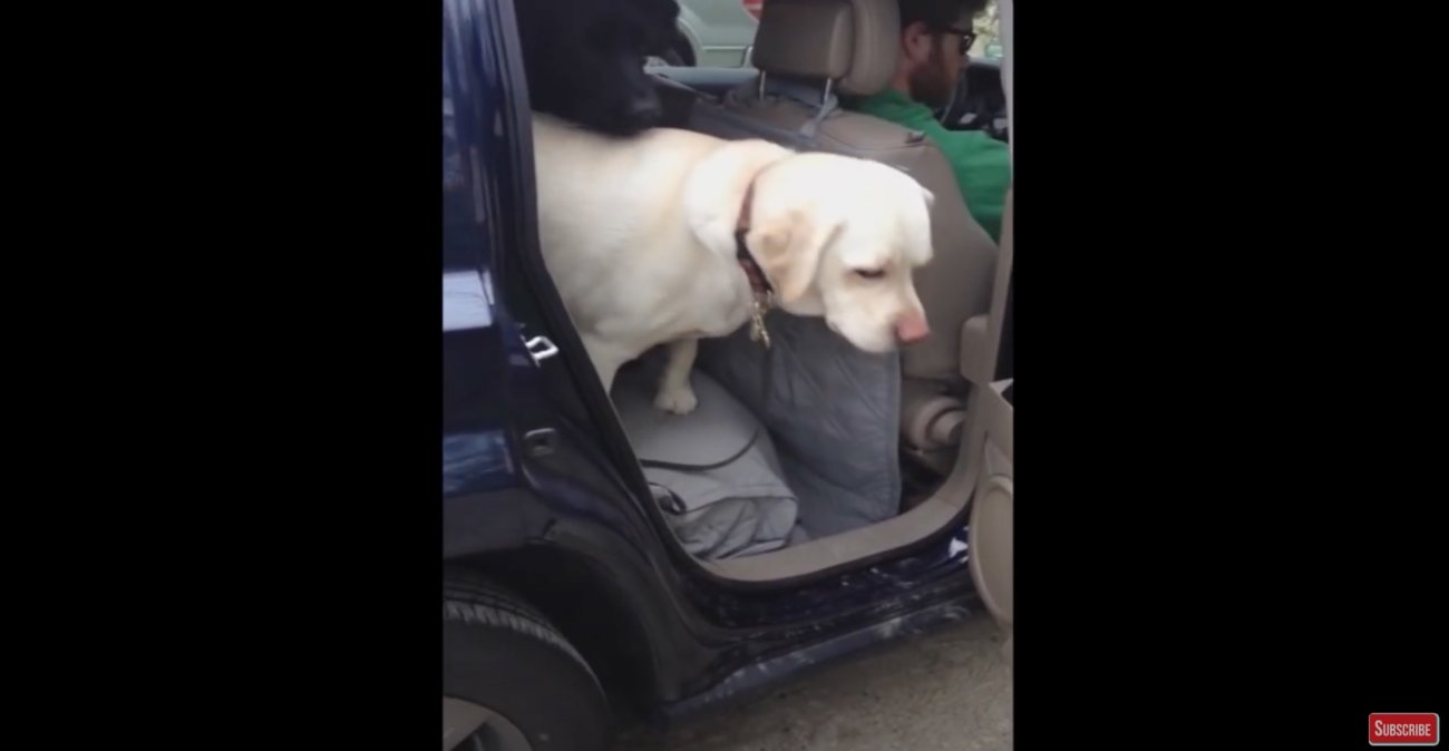 ラブラドールレトリーバー,動画