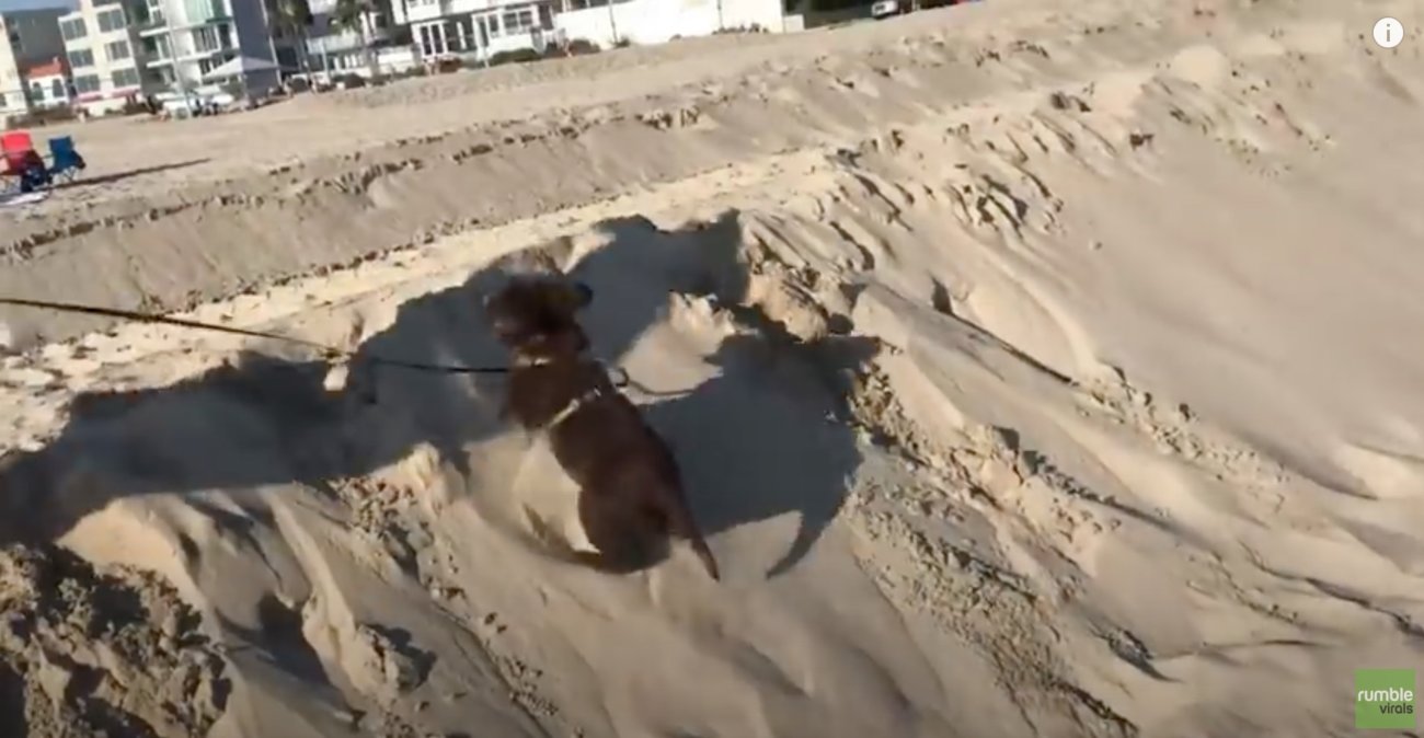 ラブラドールレトリーバー,動画