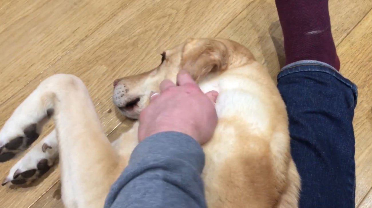 ラブラドールレトリーバー,動画