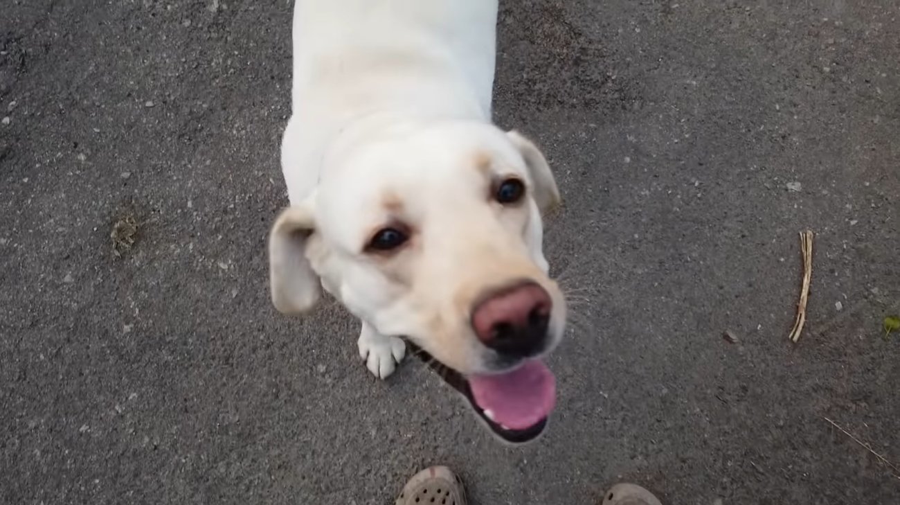 ラブラドールレトリーバー,動画