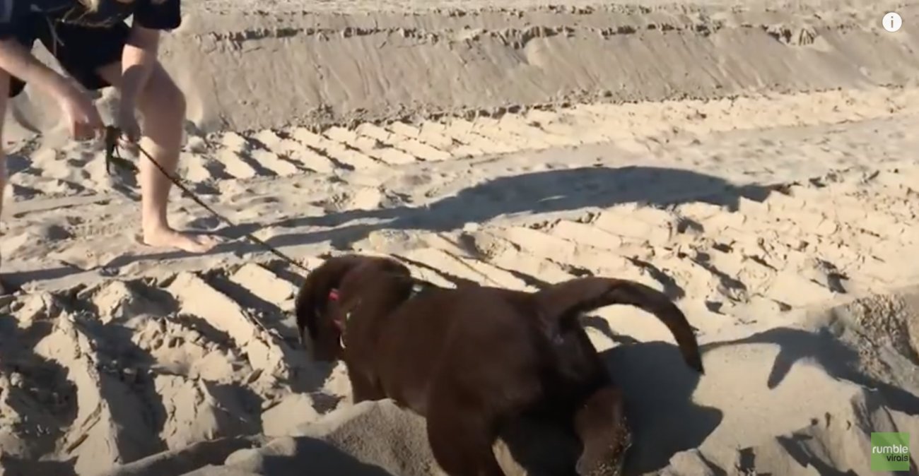 ラブラドールレトリーバー,動画