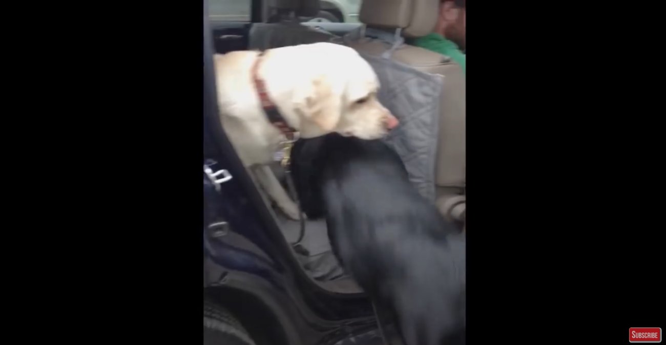 ラブラドールレトリーバー,動画