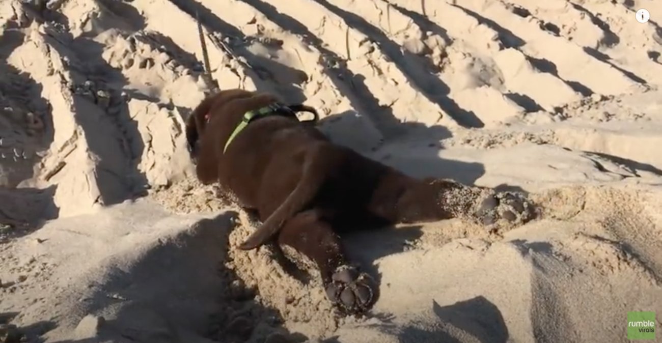 ラブラドールレトリーバー,動画