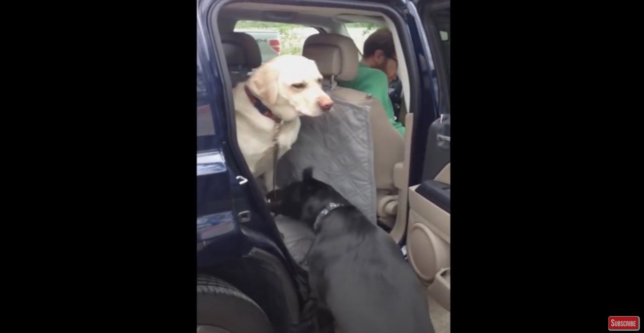 ラブラドールレトリーバー,動画