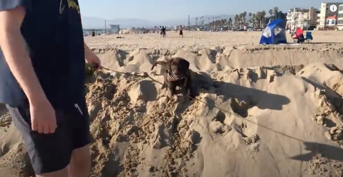 ラブラドールレトリーバー,動画