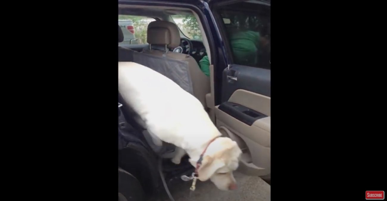 ラブラドールレトリーバー,動画