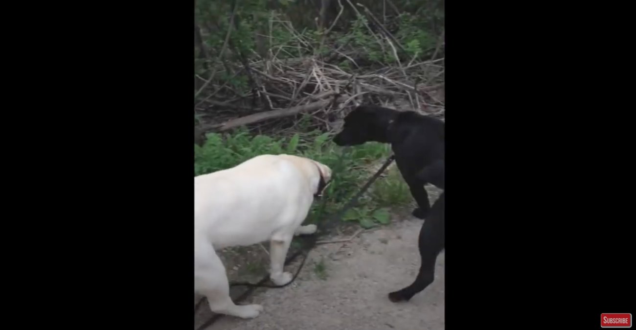 ラブラドールレトリーバー,動画