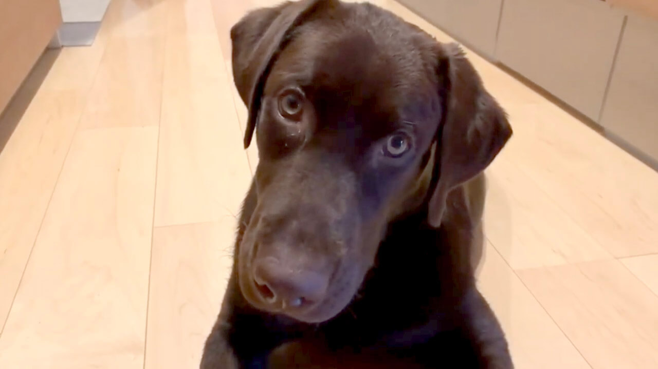 ラブラドールレトリーバー,動画