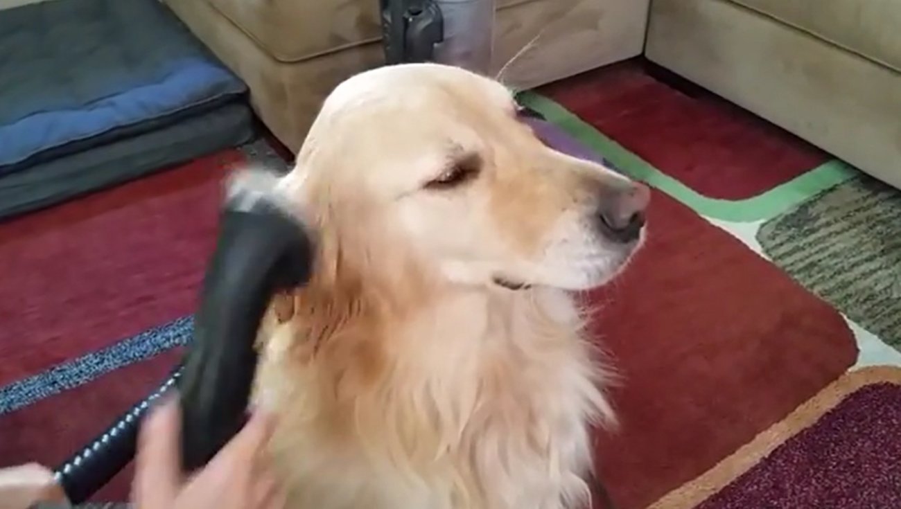 ゴールデンレトリーバー,動画