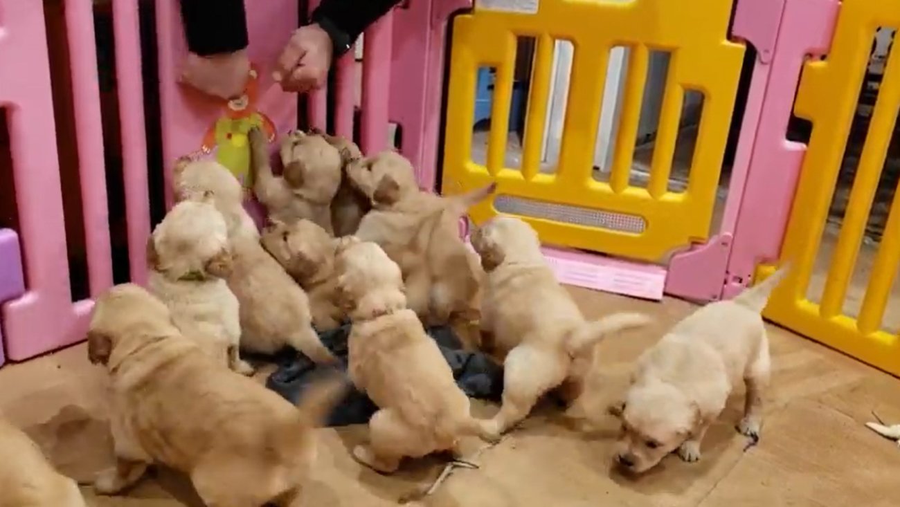 ゴールデンレトリーバー,動画