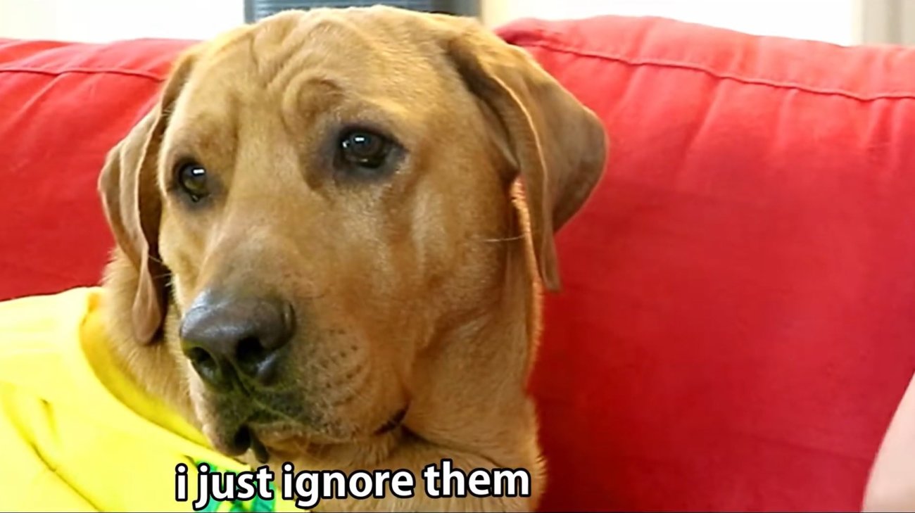 ラブラドールレトリーバー,動画