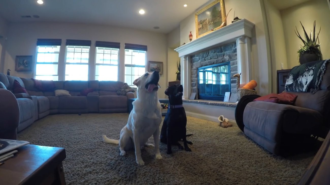 ラブラドールレトリーバー,動画