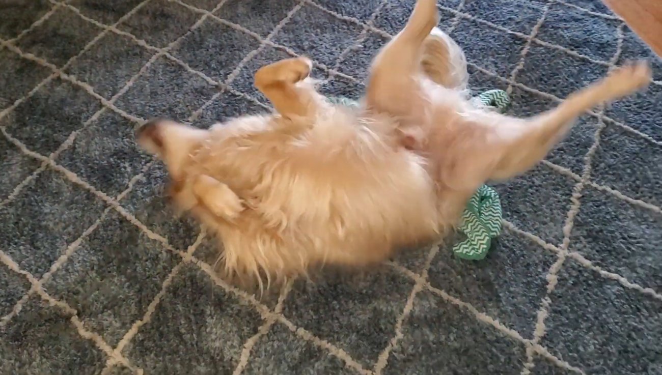 ゴールデンレトリーバー,動画