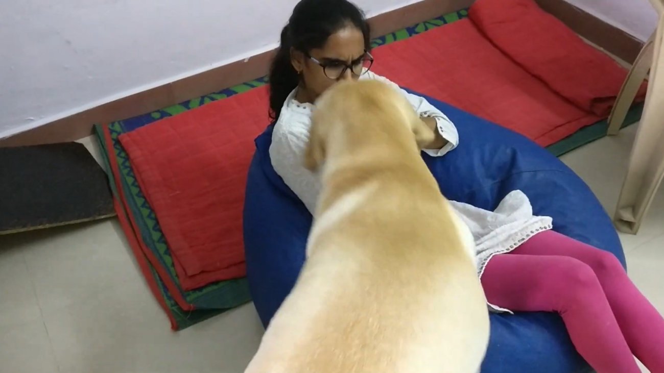 ラブラドールレトリーバー,動画