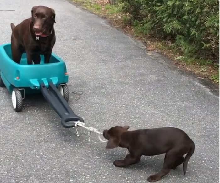 ラブラドールレトリーバー,動画