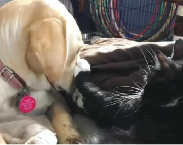 ラブラドールレトリーバー,動画