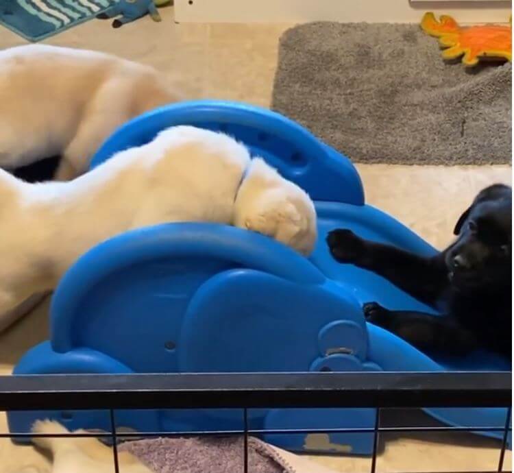 ラブラドールレトリーバー,動画