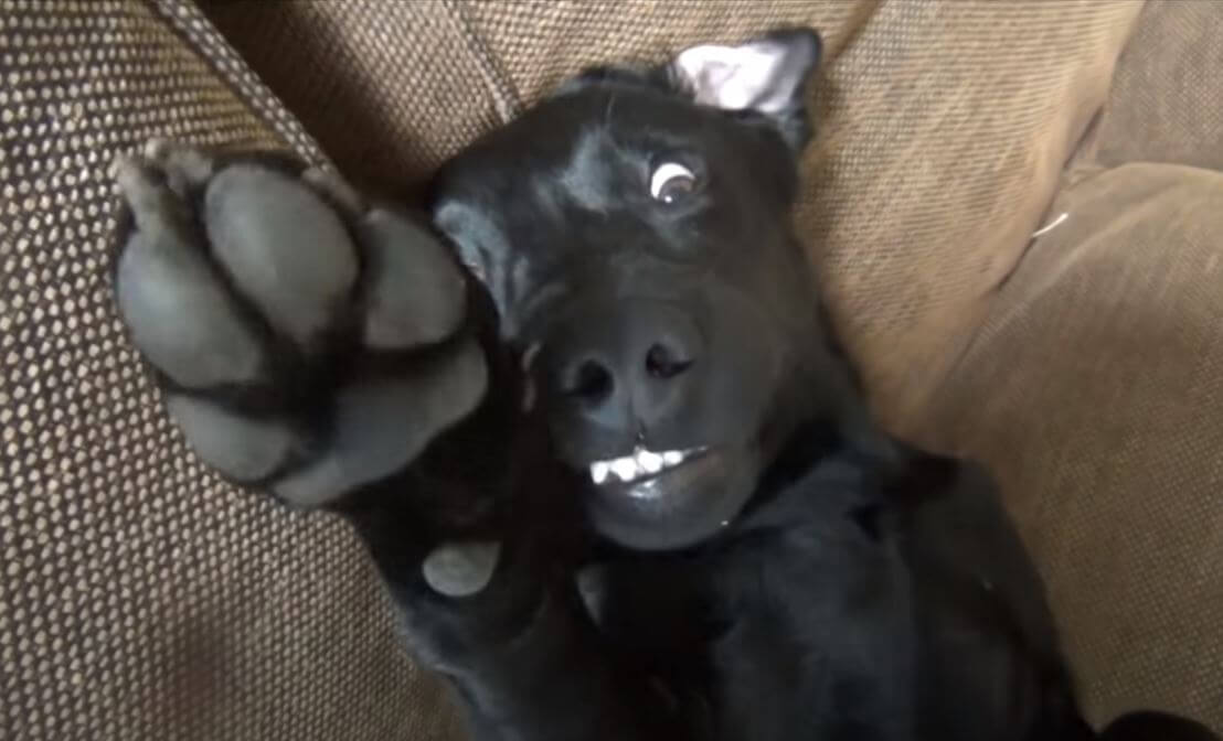 ラブラドールレトリーバー,動画