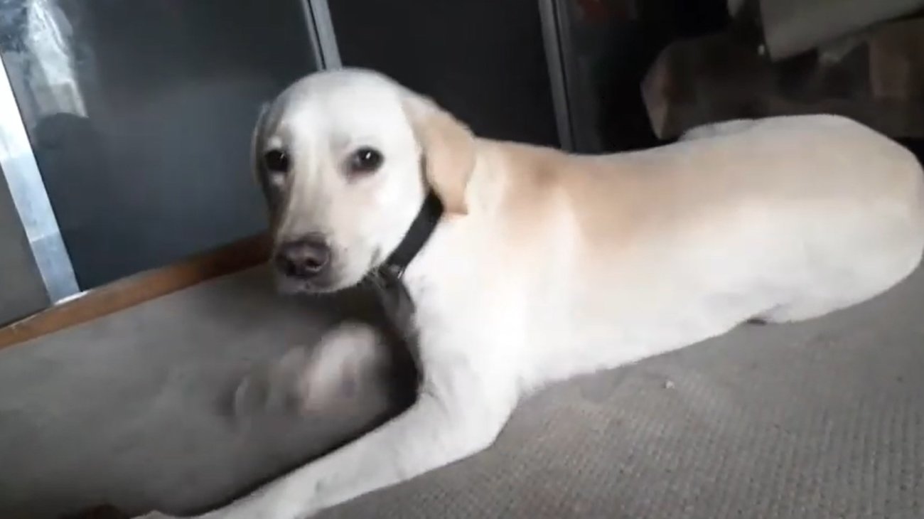 ラブラドールレトリーバー,動画