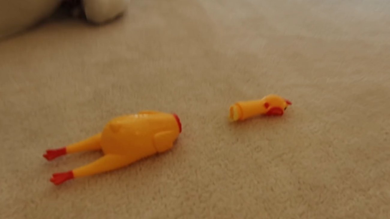 ラブラドールレトリーバー,動画