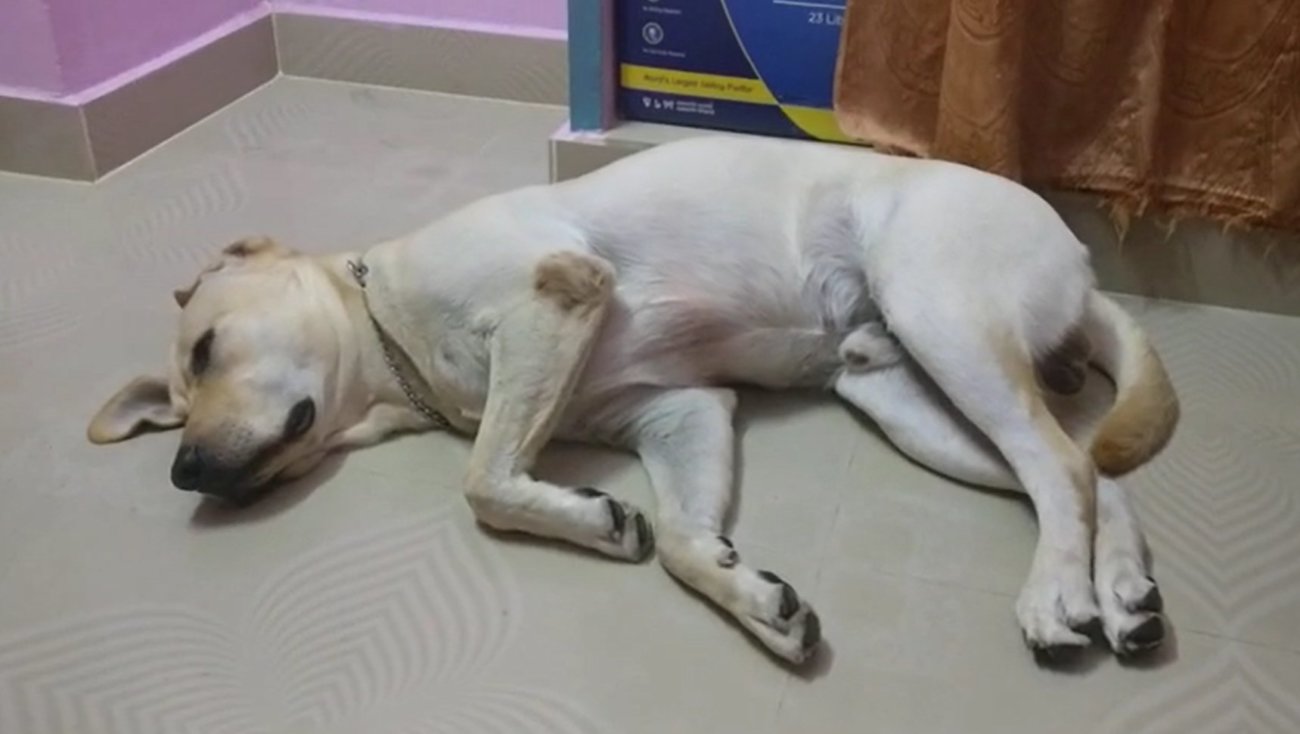 ラブラドールレトリーバー,動画