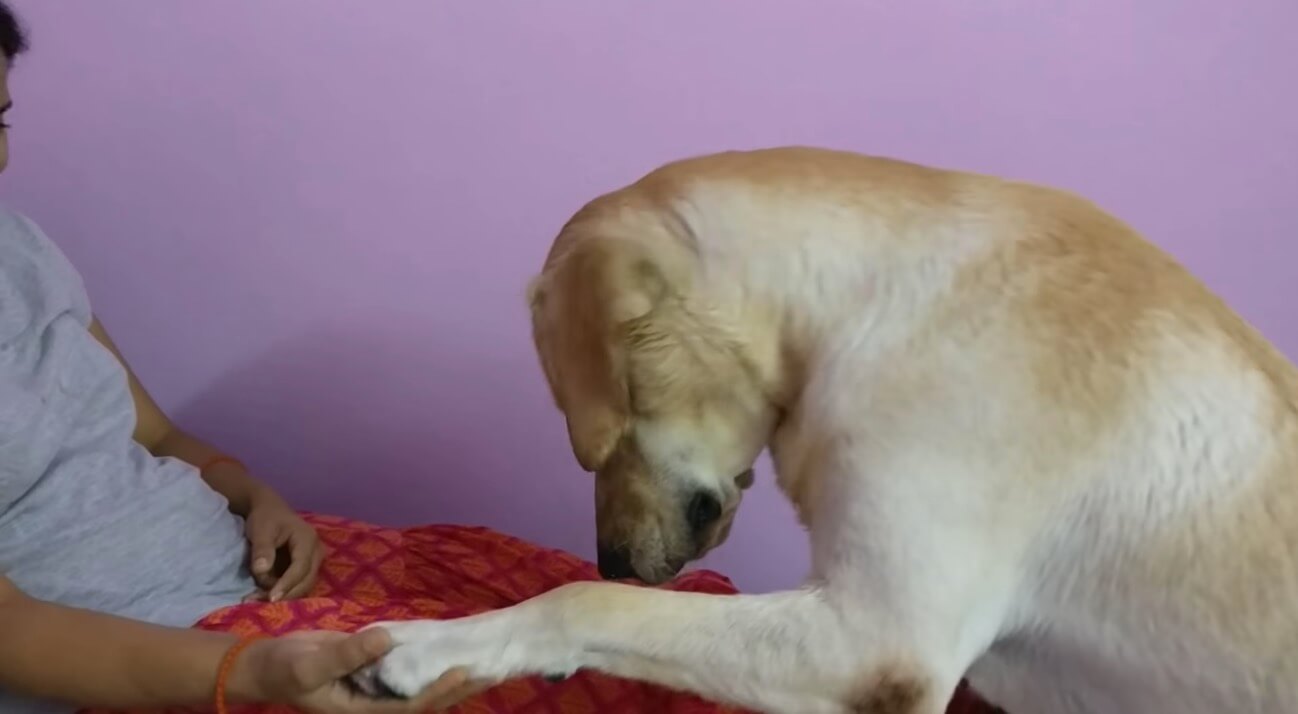 ラブラドールレトリーバー,動画