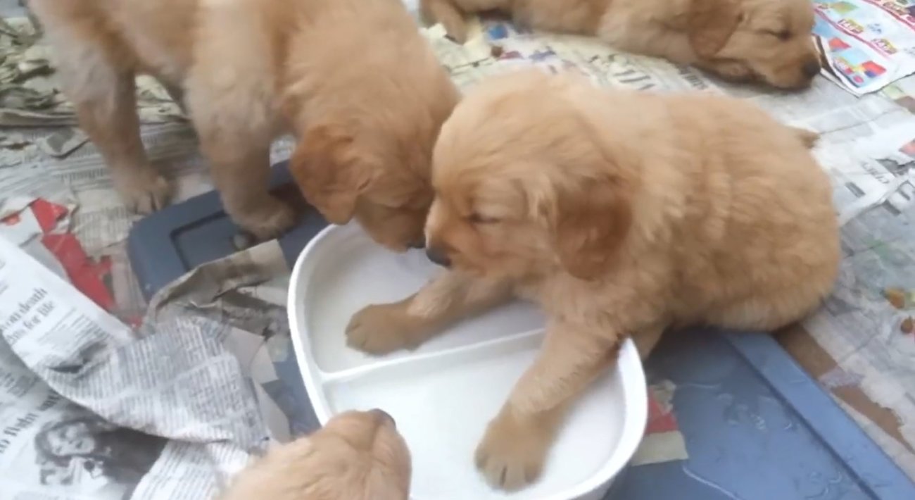 ゴールデンレトリーバー,動画