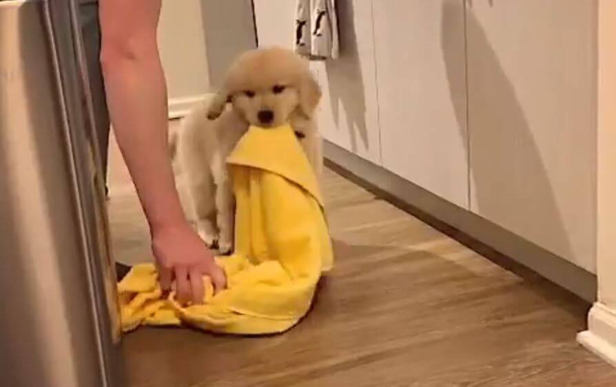 ゴールデンレトリーバー,動画