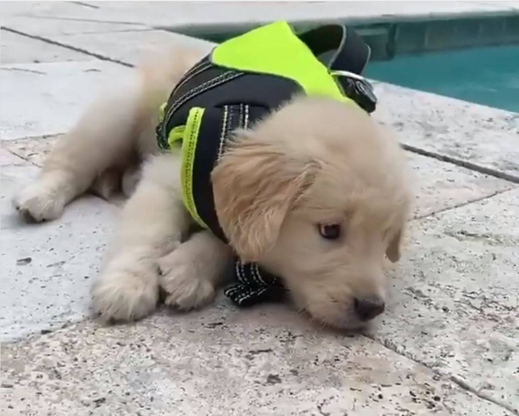 ゴールデンレトリーバー,動画