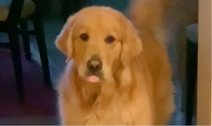 ゴールデンレトリーバー,動画