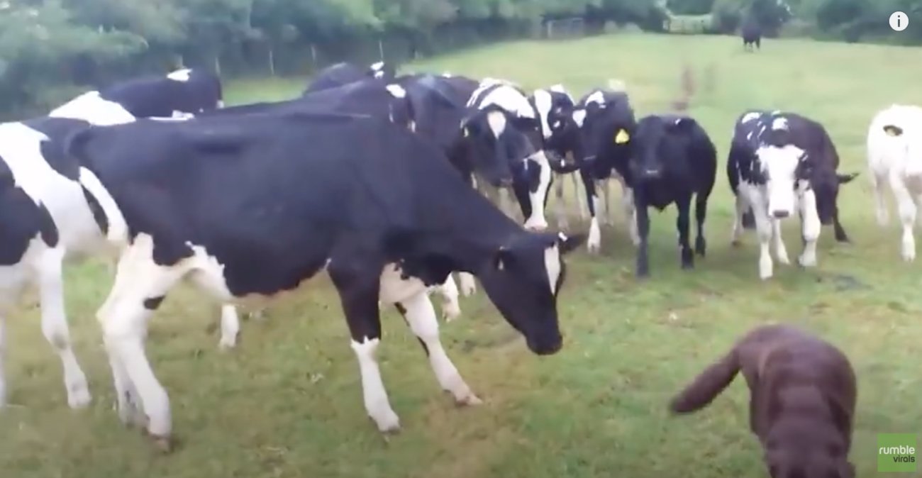 ラブラドールレトリーバー,動画