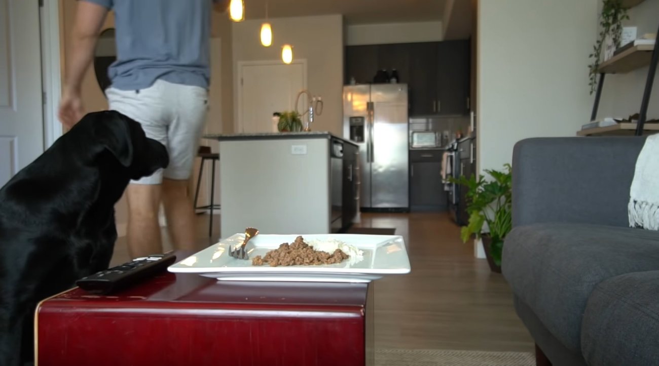 ラブラドールレトリーバー,動画