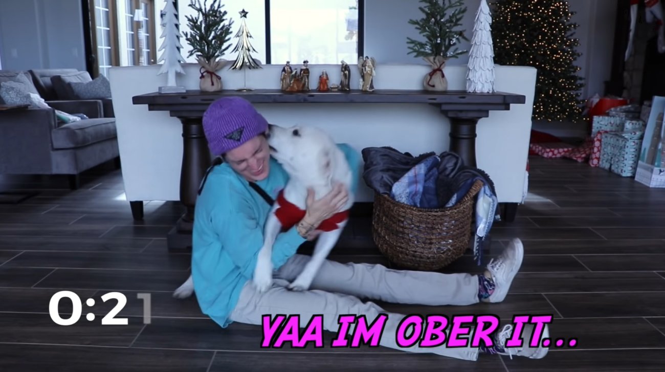 ラブラドールレトリーバー,動画