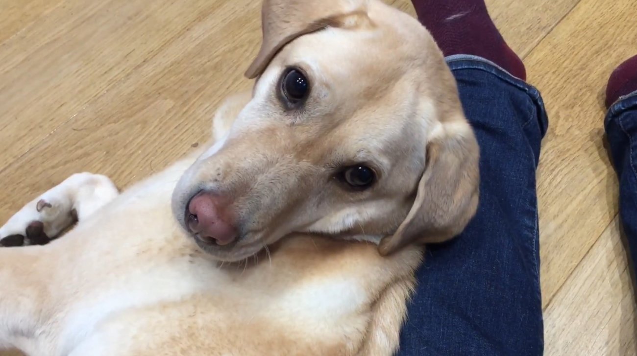 ラブラドールレトリーバー,動画