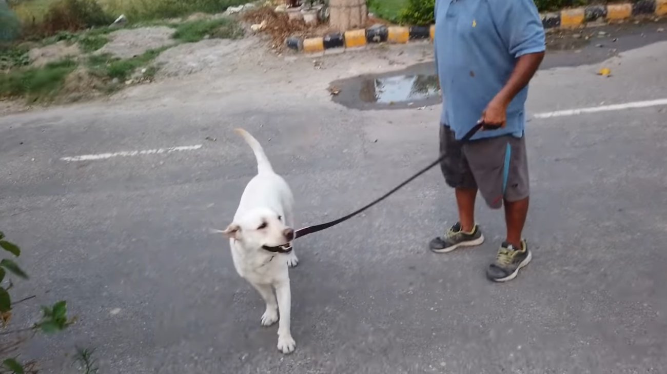 ラブラドールレトリーバー,動画