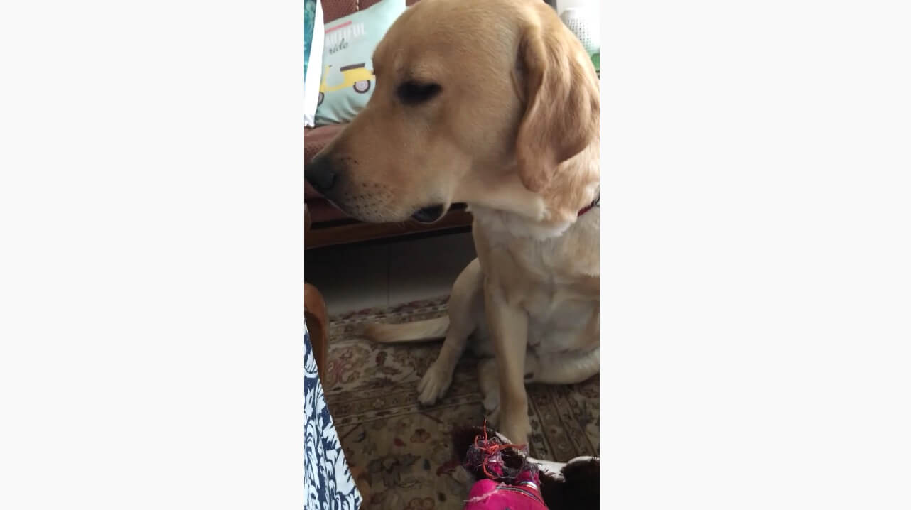 ラブラドールレトリーバー,動画
