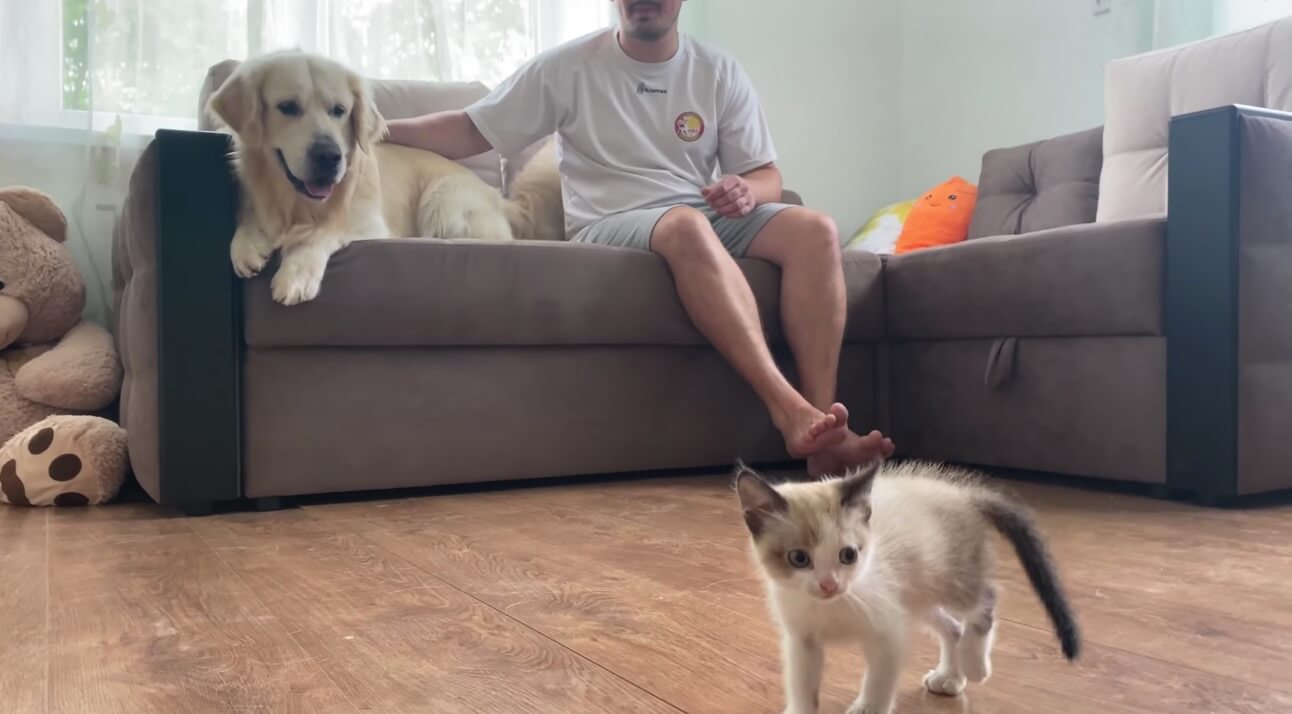 ゴールデンレトリーバー,動画