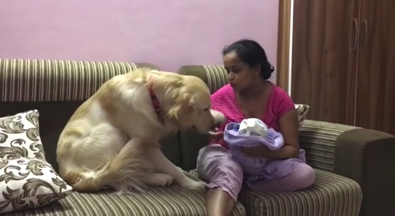 ゴールデンレトリーバー,動画