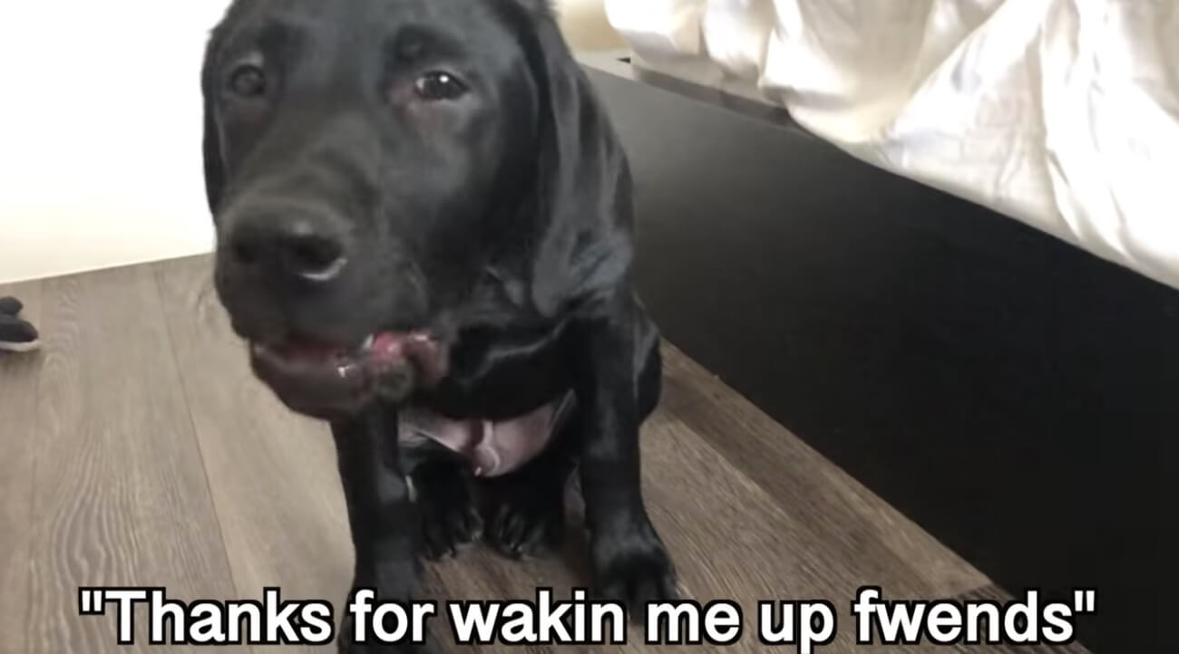 ラブラドールレトリーバー,動画