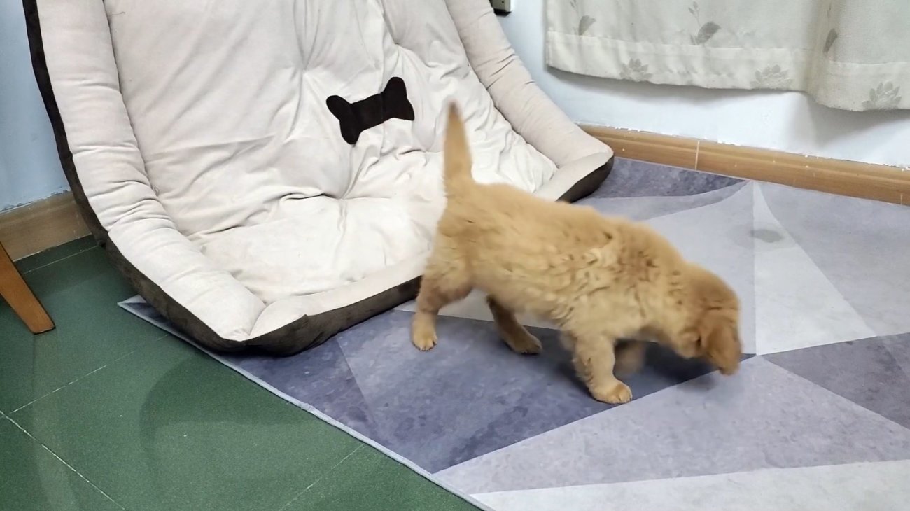 ゴールデンレトリーバー,動画