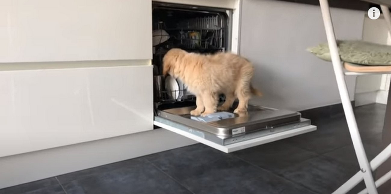 ゴールデンレトリーバー,動画