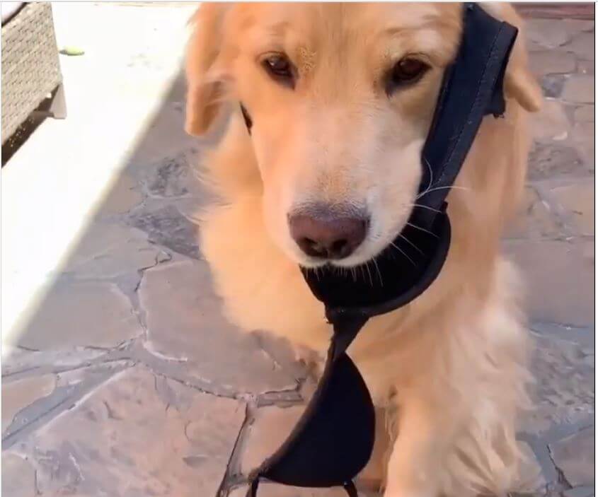 ゴールデンレトリーバー,動画