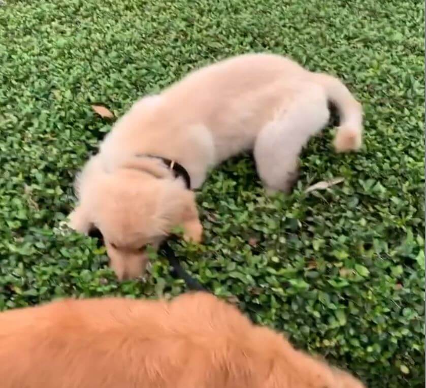 ゴールデンレトリーバー,動画